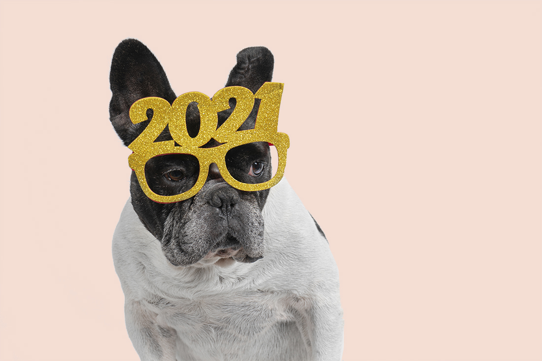 Photo of dog in 2021 sunglasses